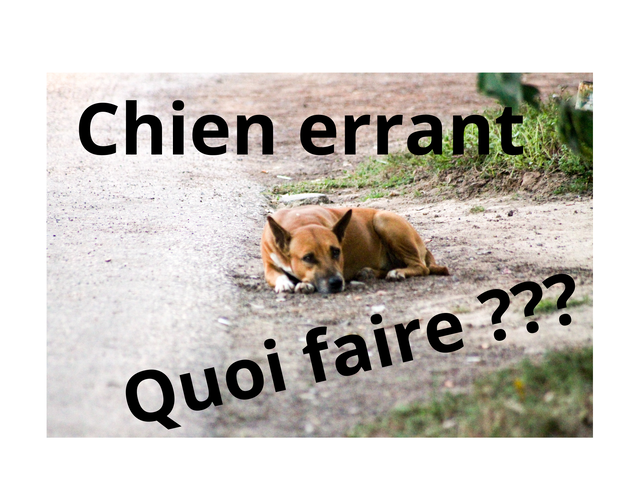 QUE FAIRE SI VOUS TROUVEZ UN CHIEN ERRANT???